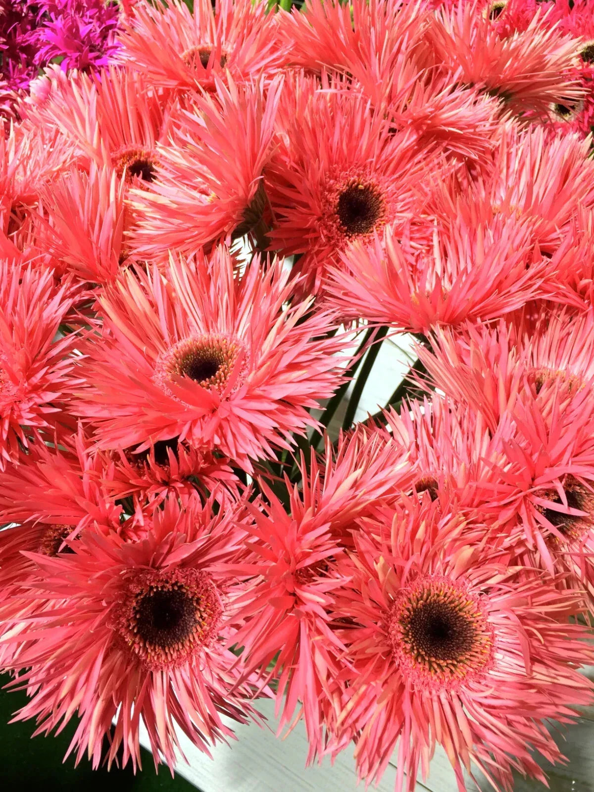 Pink Gerbera Spider Daisy Seeds - 50+ Pack - Gerbera jamesonii - USA