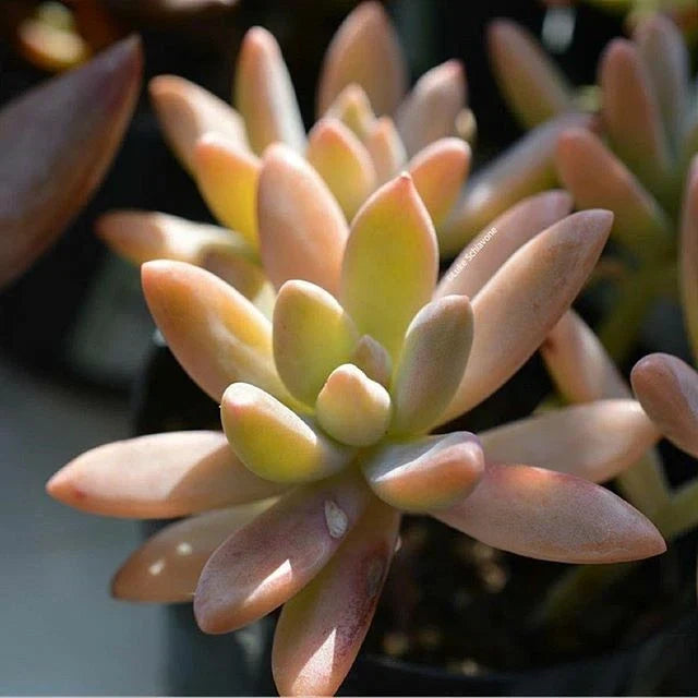 Potted Succulent 3" Pachyveria Blue Pearl, Indoor Outdoor Easy Care Decorative Greenery