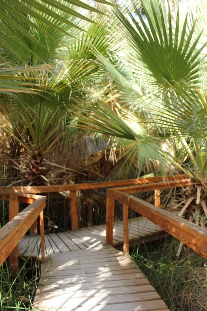 California Fan Palm Seeds - Washingtonia filifera - Drought Tolerant Hardy Landscape Plant - 20 Seeds