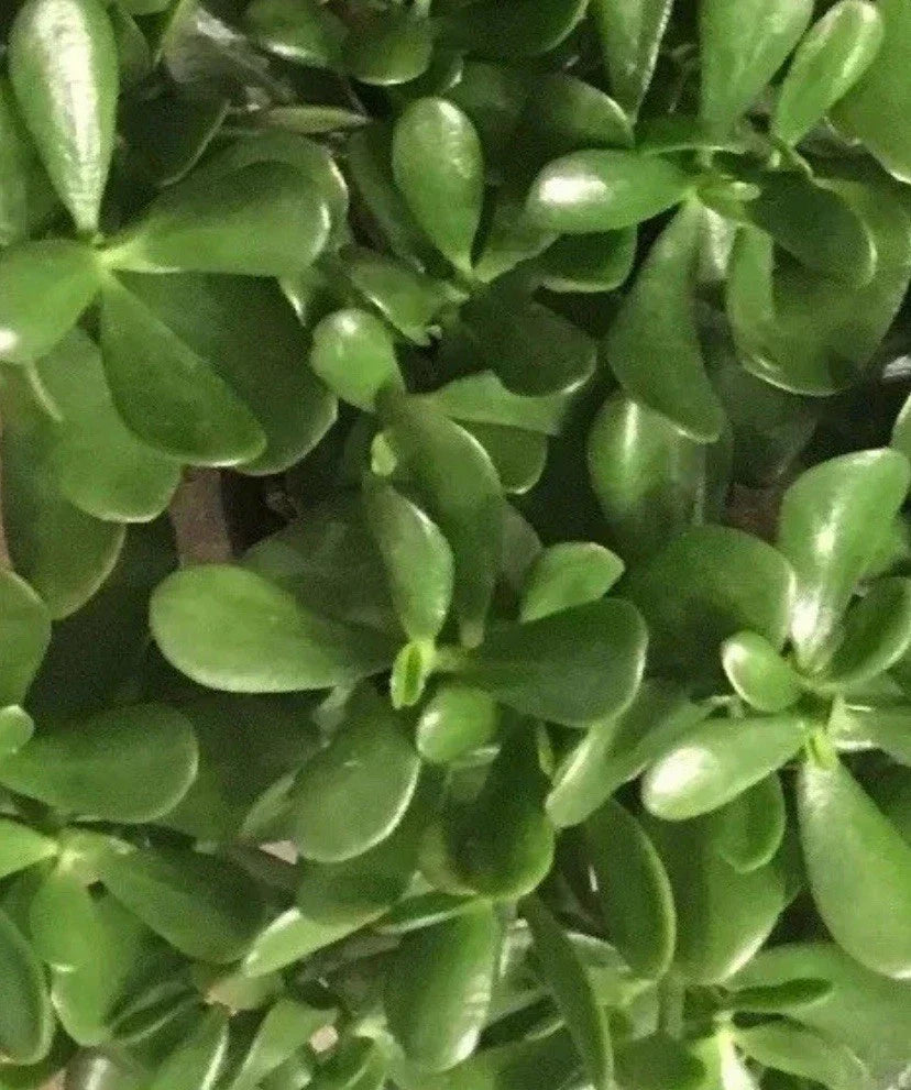 Live Jade Plant Cuttings 4-6 Inches, Succulent, Drought-Resistant, Crassula ovata, Indoor Outdoor Houseplant