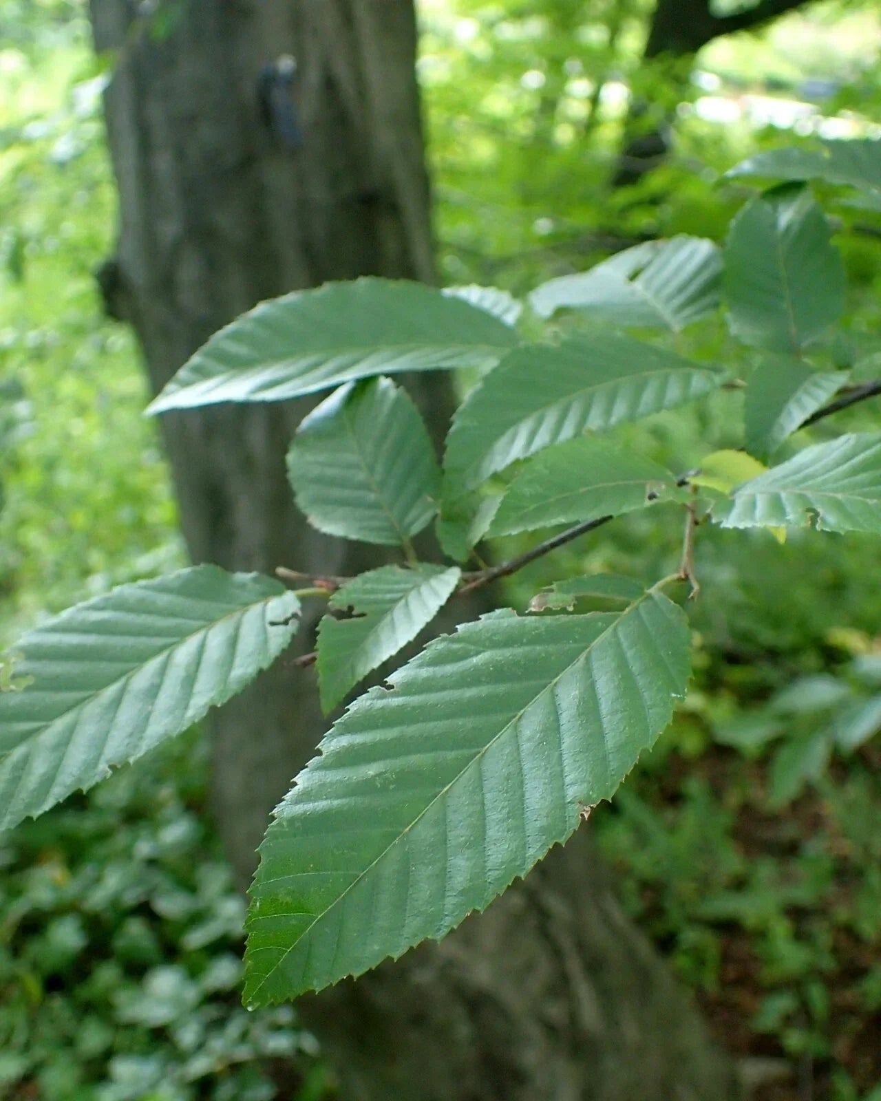 American Hornbeam Seeds 20 Count | Carpinus caroliniana Native Tree