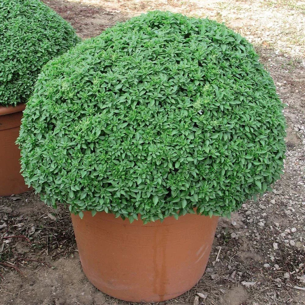 Dwarf Greek Basil Seeds - 50 Count Packet - Compact Ocimum basilicum for Container Gardening