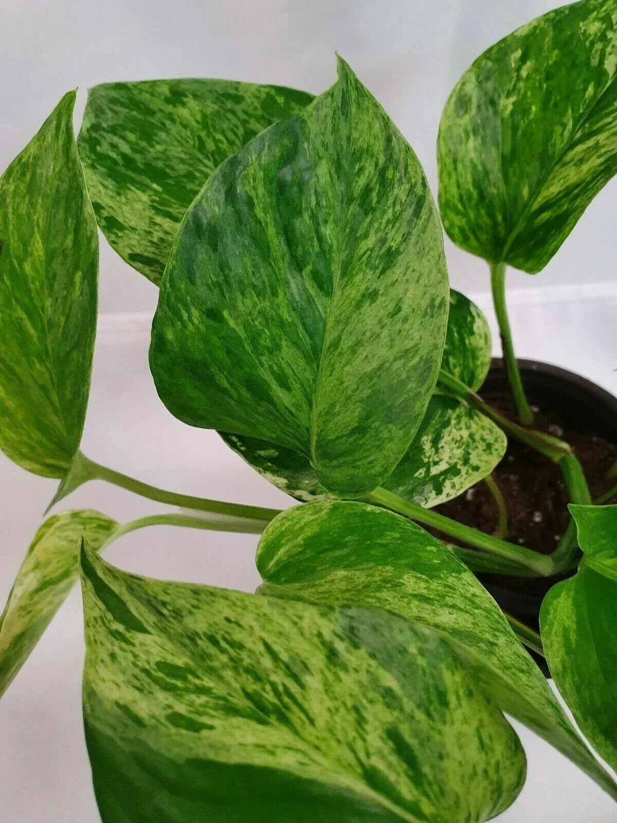 Air Purifier Marble Queen Pothos Plant 4-Inch Pot Variegated Epipremnum aureum Indoor Houseplant