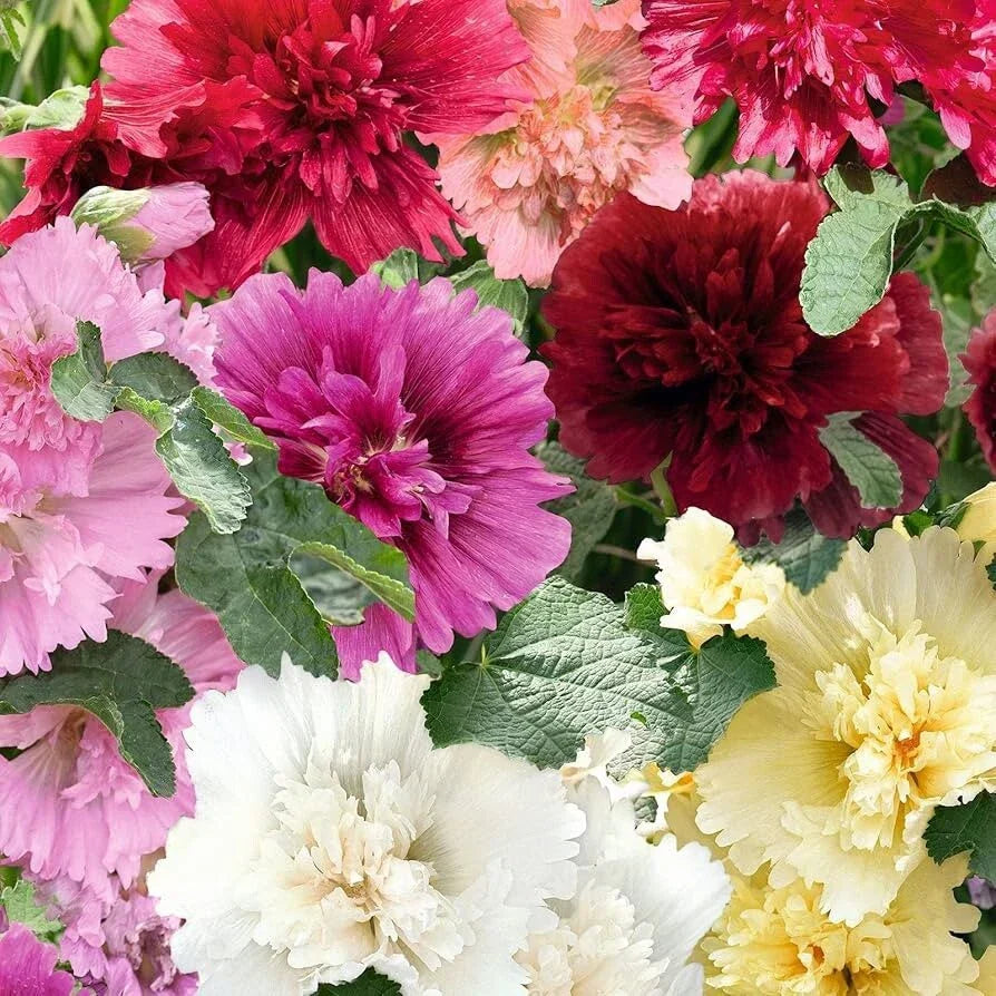 Hollyhock Seeds - 40 Summer Carnival Mix - Perennial Alcea rosea Flowers