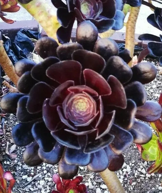 Black Rose Aeonium Cutting - Deep Purple Succulent - Aeonium arboreum 'Zwartkopf' for Indoor & Outdoor Gardening