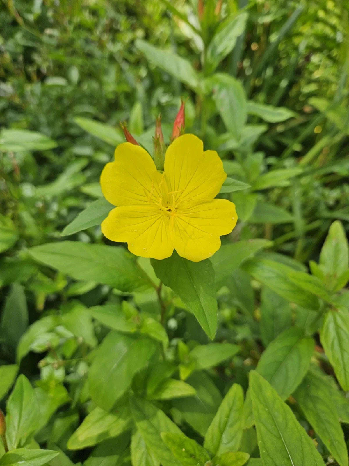 Evening Primrose Plant Bare Root | Glacious Yellow Flowers | Perennial Zones 3-10
