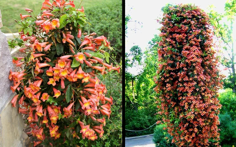 Bignonia "Tangerine Beauty" Crossvine Rooted Starter Plant, Vibrant Orange Blooms, Butterfly Attractant, Climbing Vine, Hardy, Zone 5-9