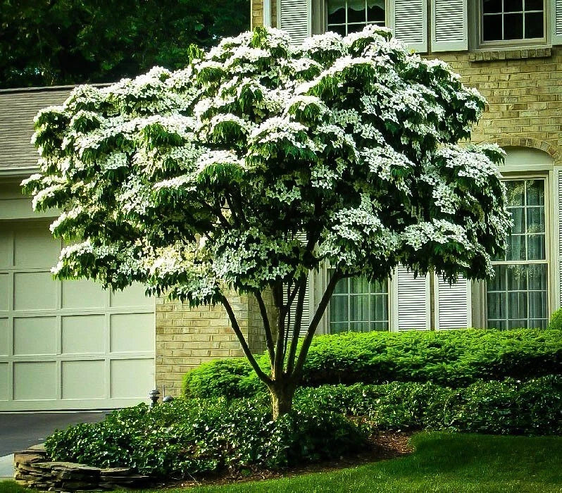 White Kousa Dogwood Tree Cuttings - Unrooted Cornus kousa Ornamental Plants for Landscaping and Garden