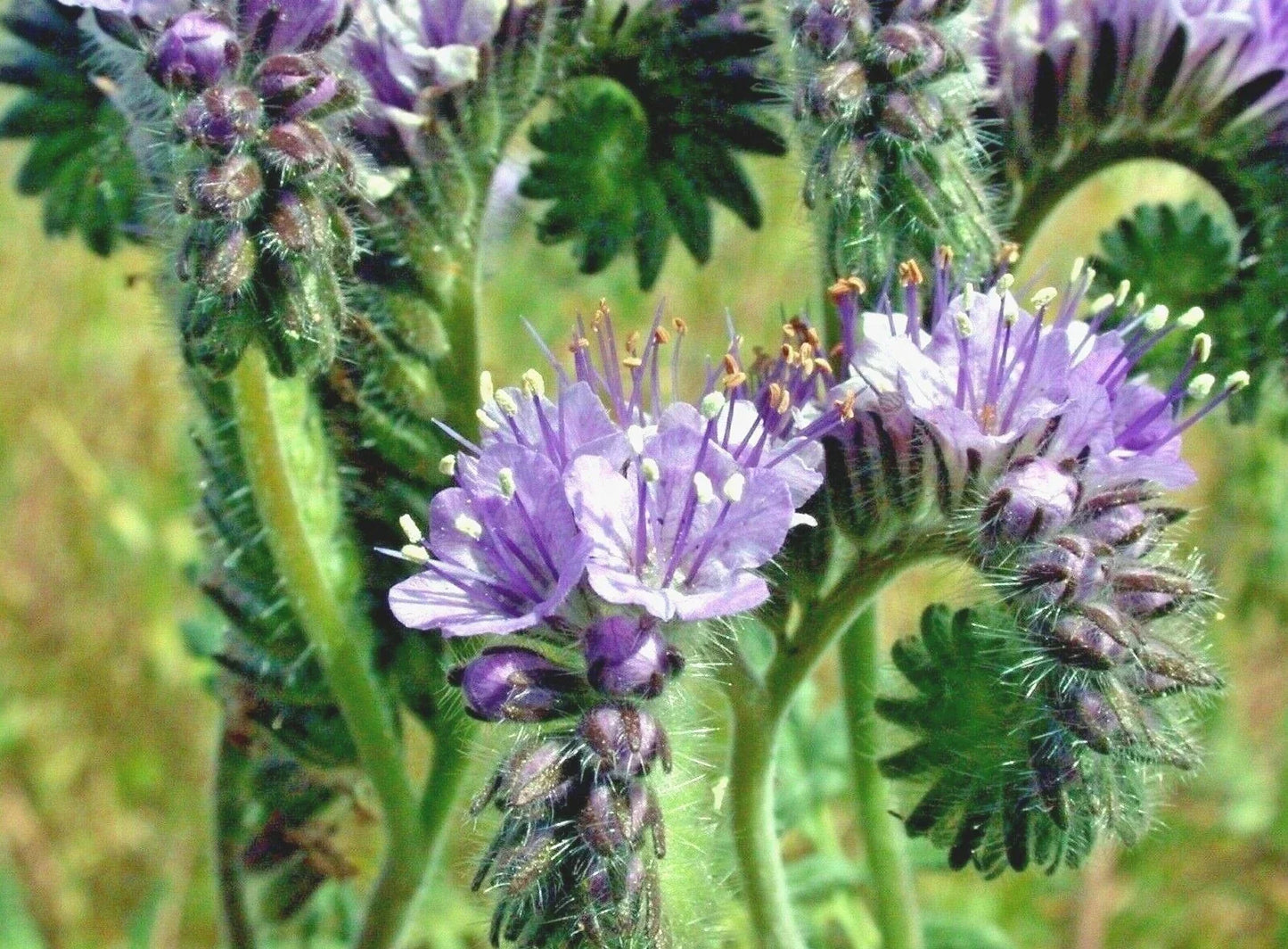 Lacy Phacelia Seeds - 1001+ Native Wildflower for Pollinators, Drought Tolerant Cover Crop, Phacelia tanacetifolia