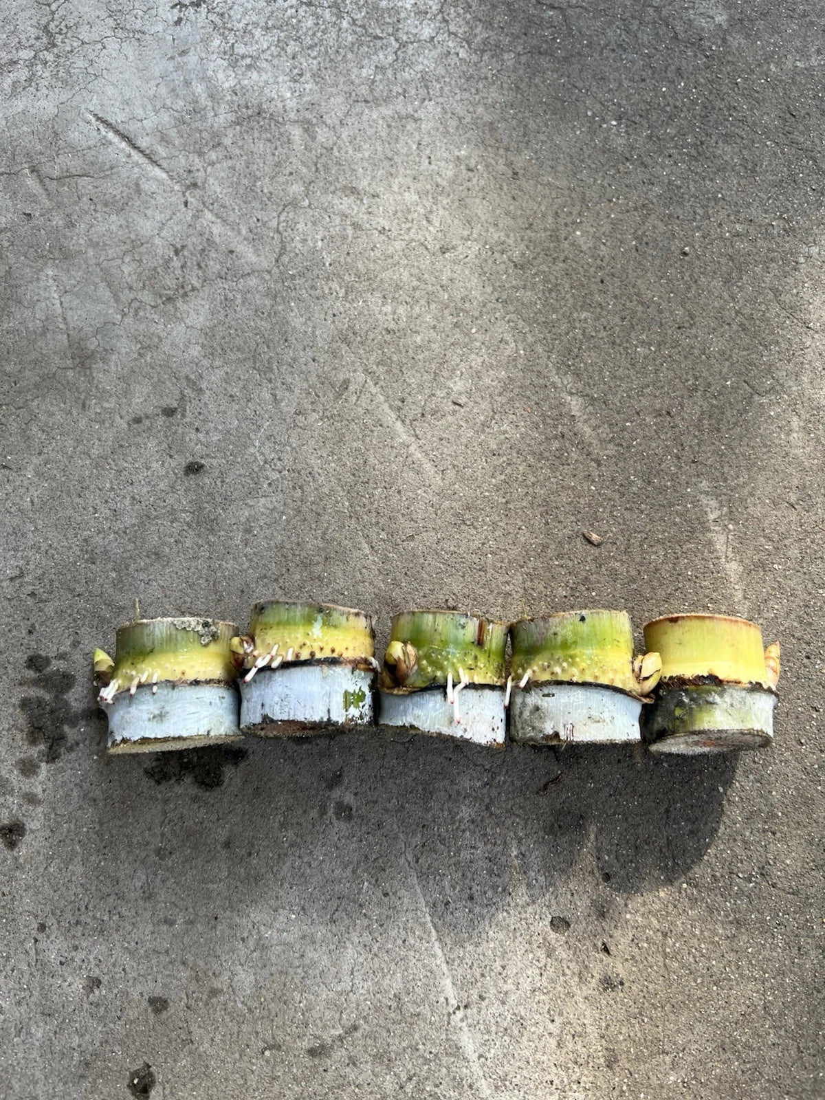 Rooted Sugarcane Cuttings - Tropical Live Plant for Garden or Container - Saccharum officinarum, Ready to Plant