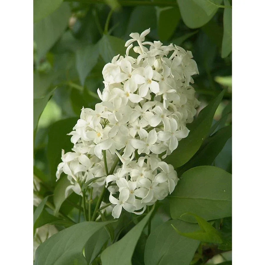 Angel White Lilac Unrooted Cuttings 5 Pack Syringa vulgaris Fragrant White Blooms Shrub Plants
