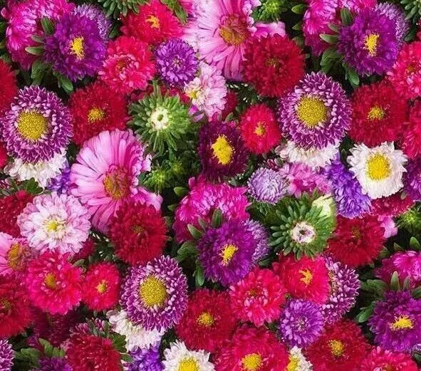 Aster Powder Puff Mix Seeds - 300+ Annual Flower Seeds in Pink, Purple, White - Aster spp. for Borders, Containers & Cutting Gardens