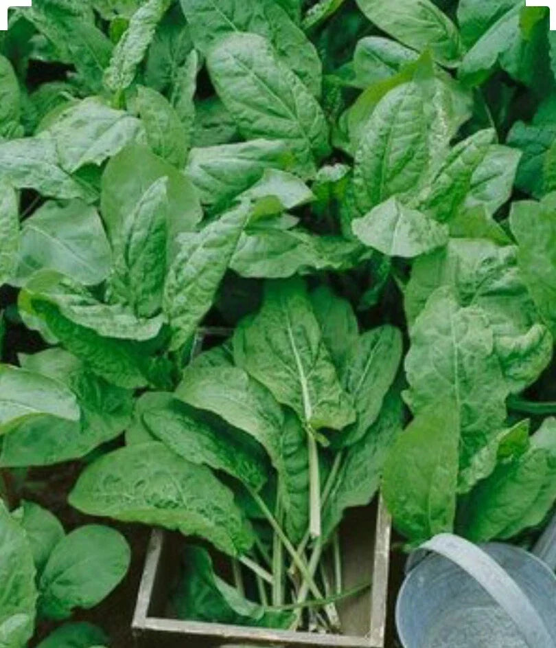 Large Leaf Sorrel Herb Seeds - Non-GMO Organic - 250+ Open Pollinated - Rumex acetosa