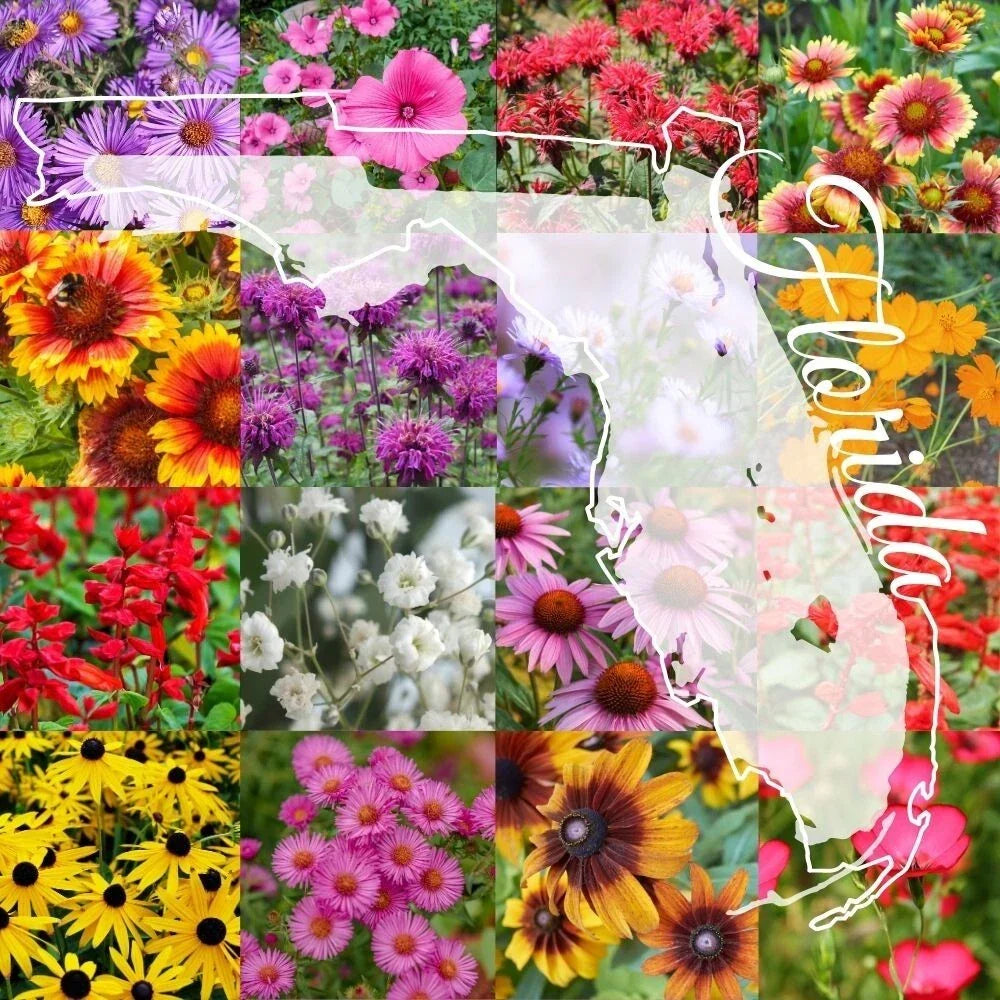 Northern Florida Wildflower Seed Mix 1/4LB Bulk for Gardens, Pollinators, and Natural Landscapes – Native Wildflowers, Attract Bees & Butterflies