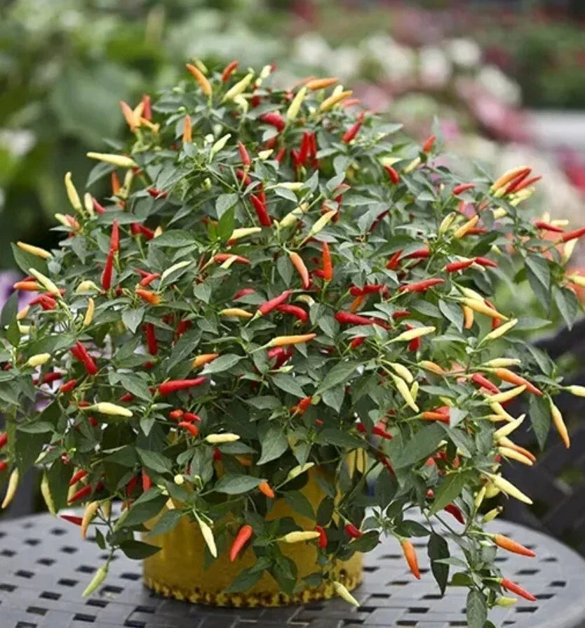 Thai Suppe Chili Pepper Plant - Organic 4-Inch Ot Hiem Si Capsicum annuum