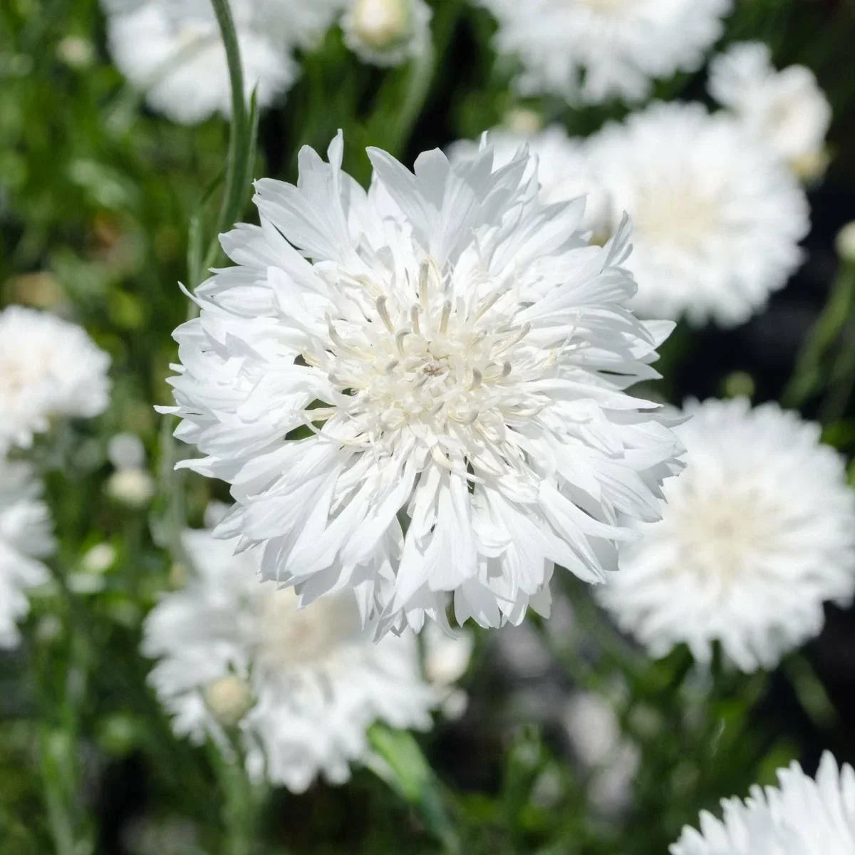 Bachelor Button Seeds - Pack of 200+ Tall White Flowers - Centaurea cyanus - Easy to Grow, Attracts Pollinators, USA Seller