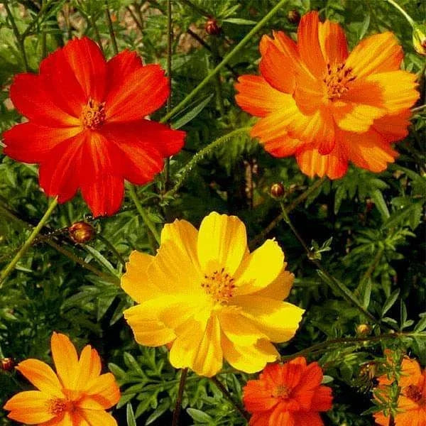 Cosmos Bright Lights Seeds 100 Ct | Annual Cut Flower Mix | Vibrant Pink, Orange & White | Cosmos bipinnatus