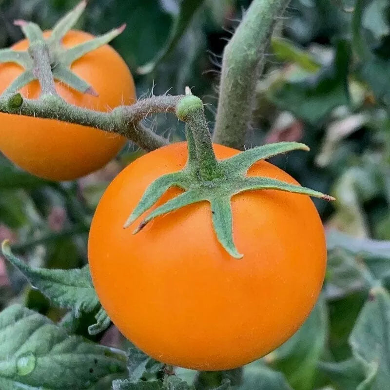 Orange Cherry Tomato Seeds - Heirloom Organic Non-GMO Solanum lycopersicum for Container & Garden Planting
