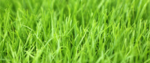 Winter Rye Seed 5 LBS Cover Crop for Food Plot, Deer, Wildlife, Garden | Secale cereale