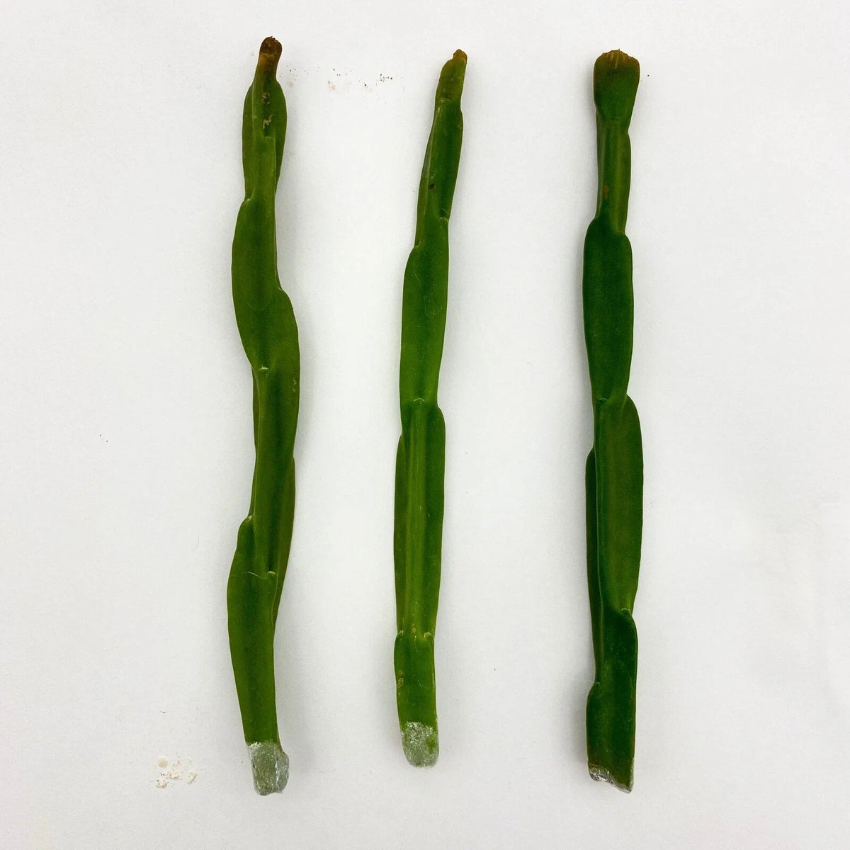 Rhipsalis paradoxa Plant Cuttings – Unique Trailing Cactus for Indoor Gardening – Exotic Houseplant Decor