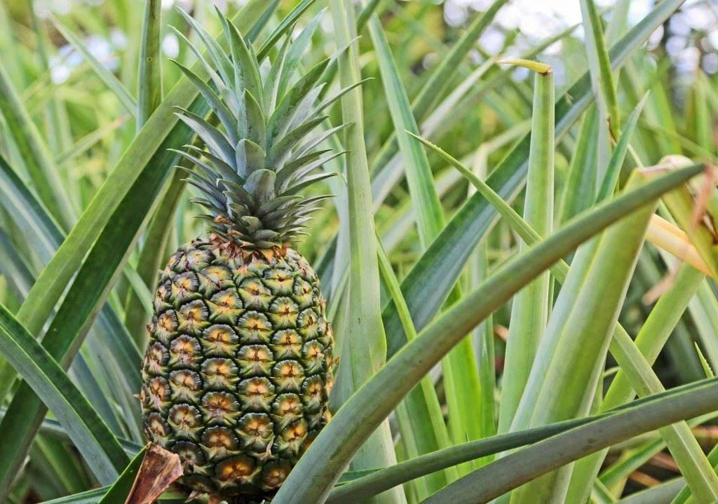 Pineapple Plant - Live Rooted Crown in Pot - Sugar Loaf Variety - Ananas comosus Indoor or Outdoor Garden
