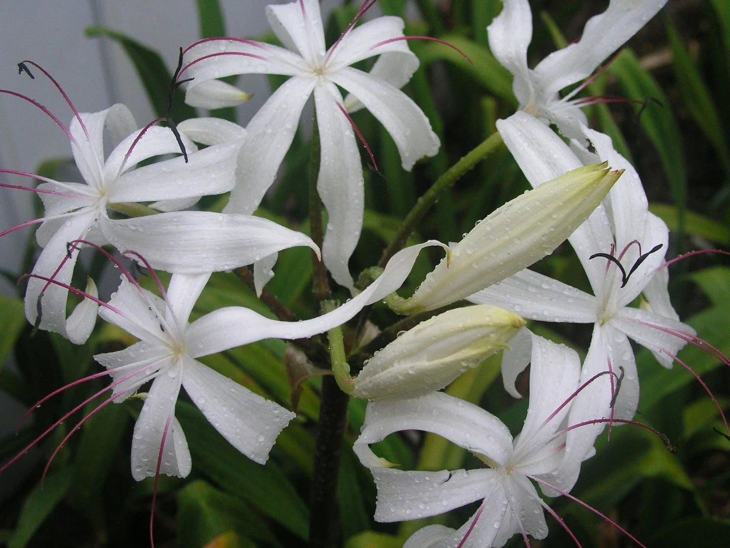 Crinum Lily Bulb, Large Blooming-Size, Erubescens, Aquatic Plant for Water Gardens and Ponds