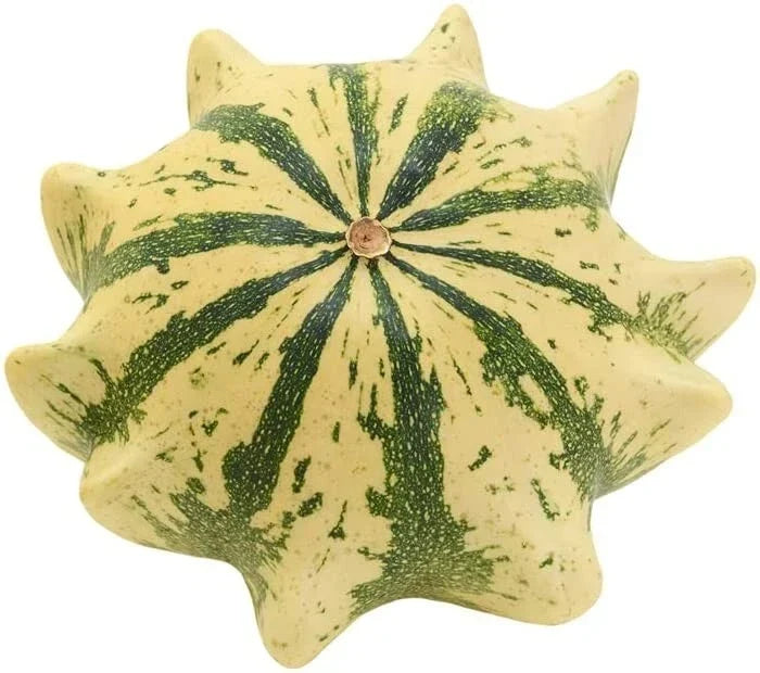 Crown of Thorns Shenot Gourd Seeds – Organic Heirloom Cucurbita pepo for Home Gardening & Decorative Use
