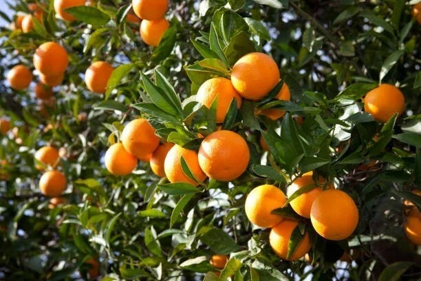 Orange Fruit Tree Scions Cuttings 6-8 Inches for Grafting Citrus sinensis Organic Home Garden