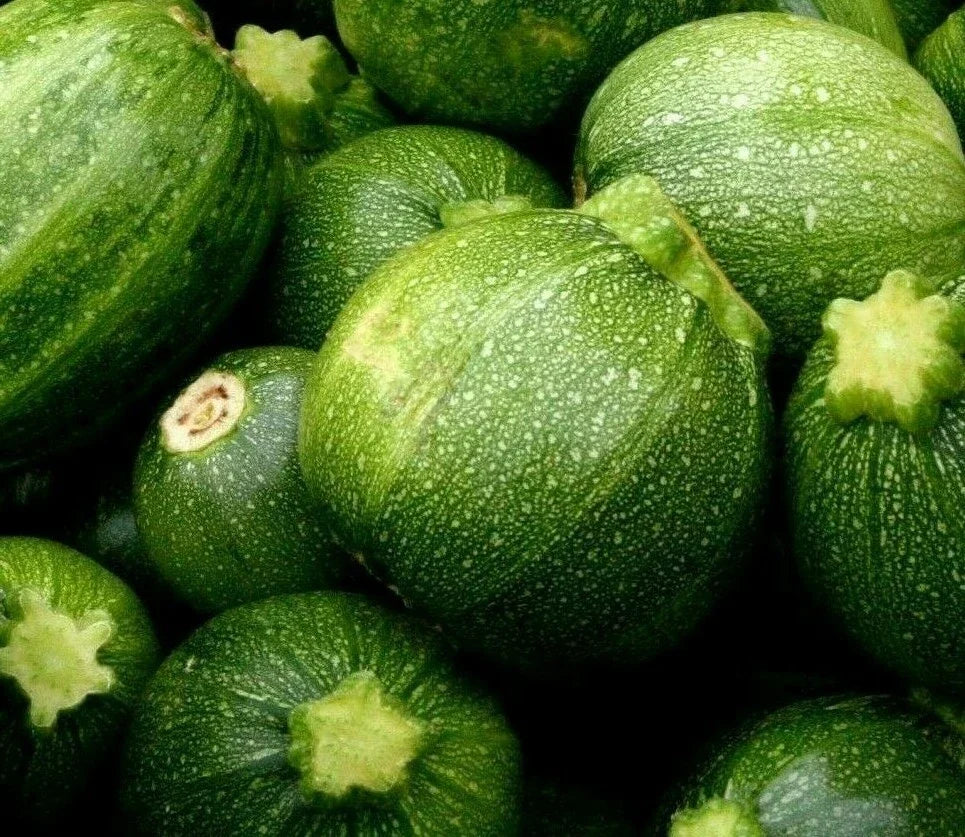 Round Zucchini Seeds 15+ Pack | Culinary Vegetable Squash | Cucurbita pepo | Home Garden, Container Gardening