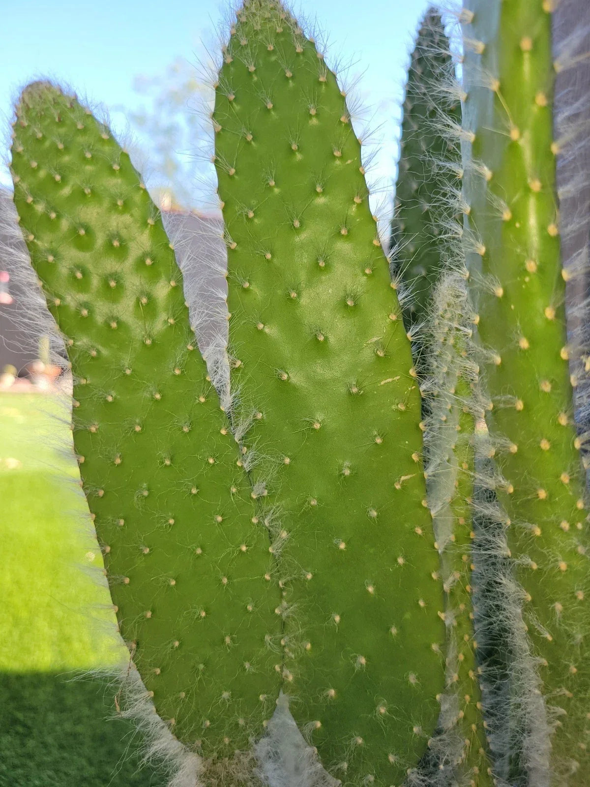 Opuntia Snow White Prickly Pear Cactus Cutting - Rare White Pads Succulent Plant for Indoor Outdoor Gardening