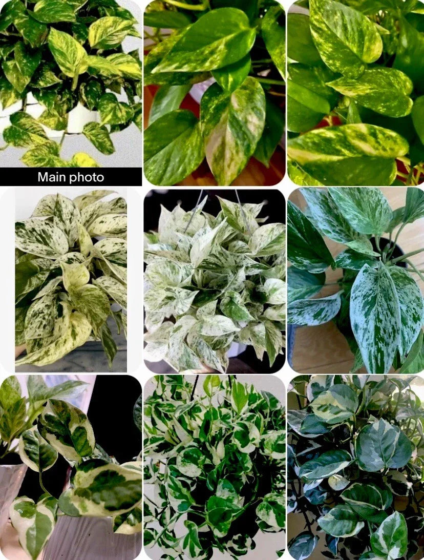 Pathos Plant Cuttings Set – Marble, Golden, N'Joy Varieties – Epipremnum aureum – Houseplant Trailing Vines in 3-Inch Pots