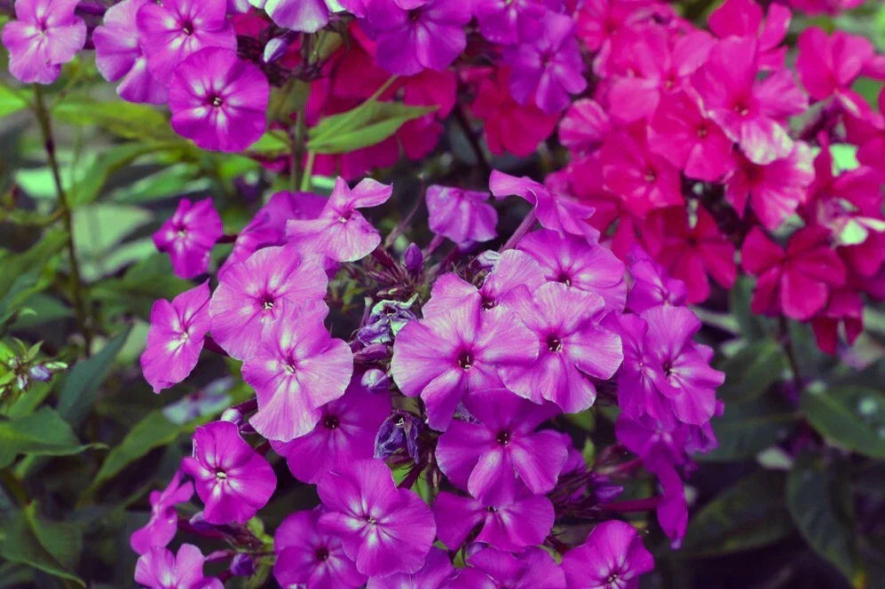 Le Mahdi Phlox Seeds - 100+ Phlox paniculata Seeds for Garden - USA Quality