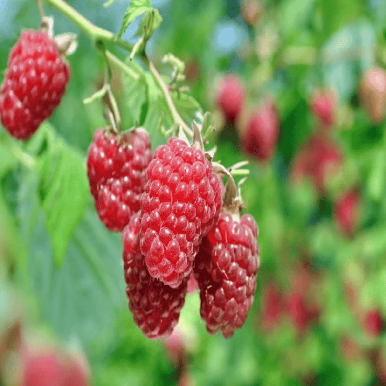 Raspberry Canes Bare Root 1-Year-Old Joan J - Rubus idaeus Variety for ...