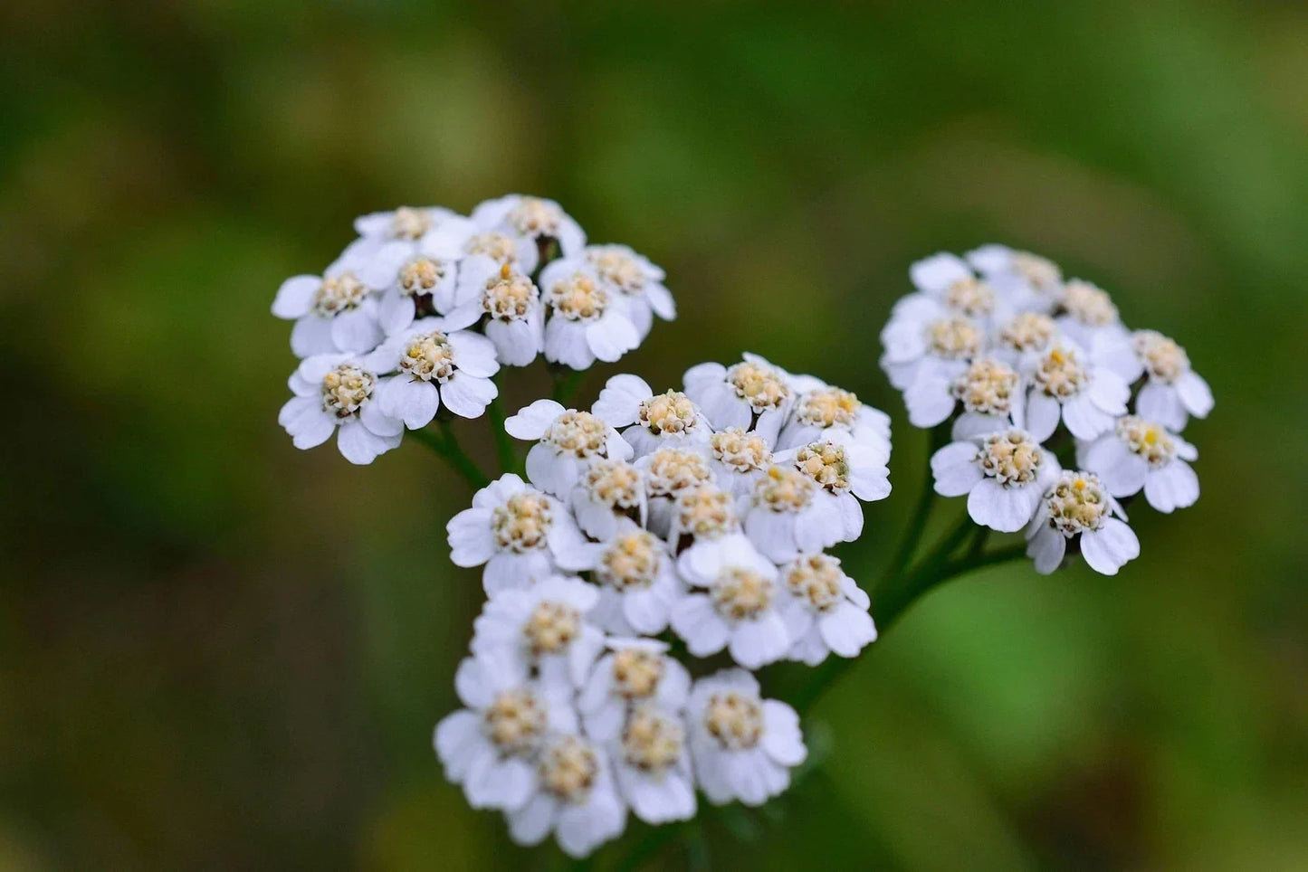 Caraway Seeds for Growing - Non-GMO Culinary Herb Seeds for Urban Gardening - Carum carvi