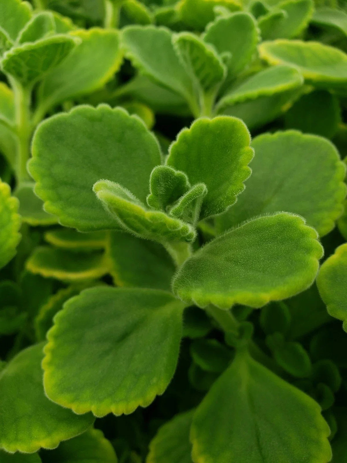 Cuban Oregano Cuttings - 10 Unrooted Herb Plants - Plectranthus amboinicus for Cooking & Garnishing