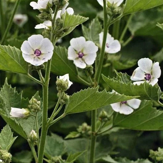 Marshmallow Seeds - 50 Pack - Althaea officinalis Perennial Herb for Gardening & Herbal Use