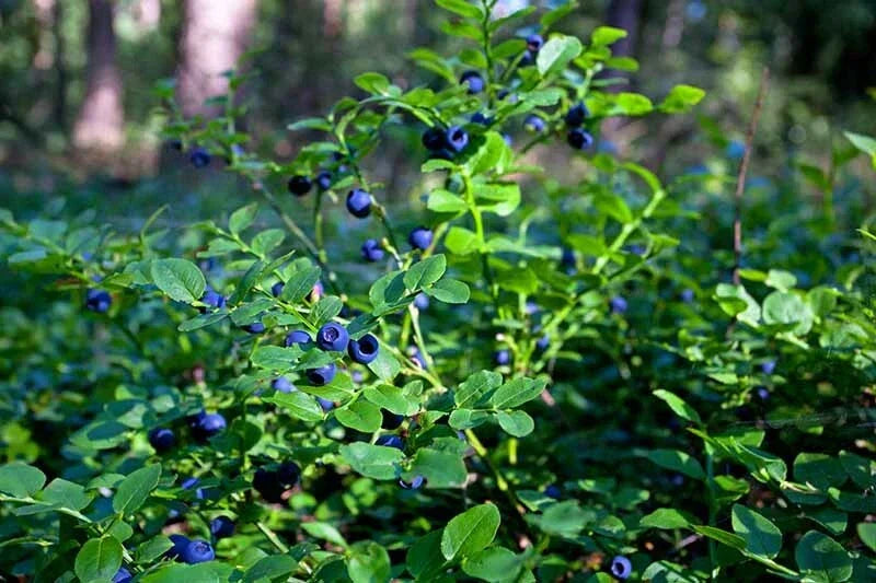 Lowbush Blueberry Seeds - 30 Count Organic American Grown Vaccinium angustifolium