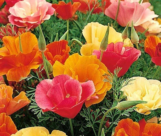 California Poppy Seeds Bulk Pack - Mission Bell Variety - Eschscholzia Californica - Vibrant Orange & Yellow Flowers