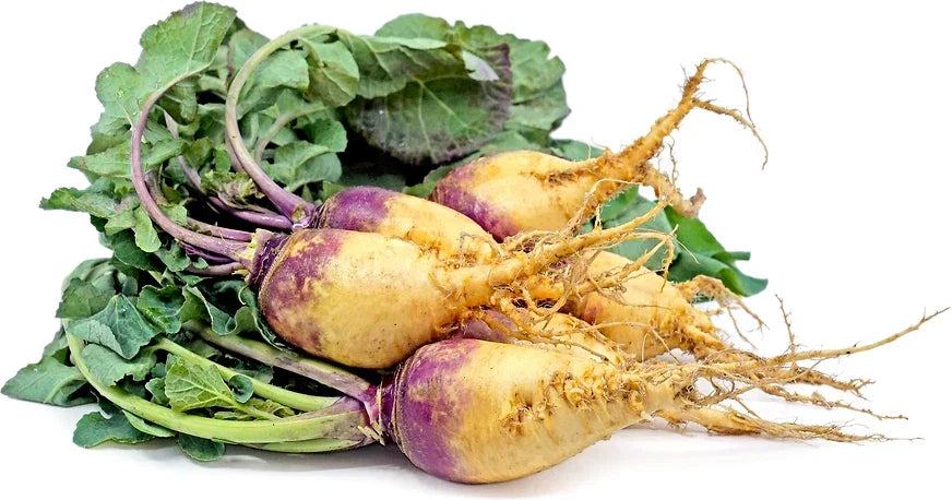 Macomber Rutabaga Seeds - 500+ Non-GMO Brassica napus Seeds - USA Grown