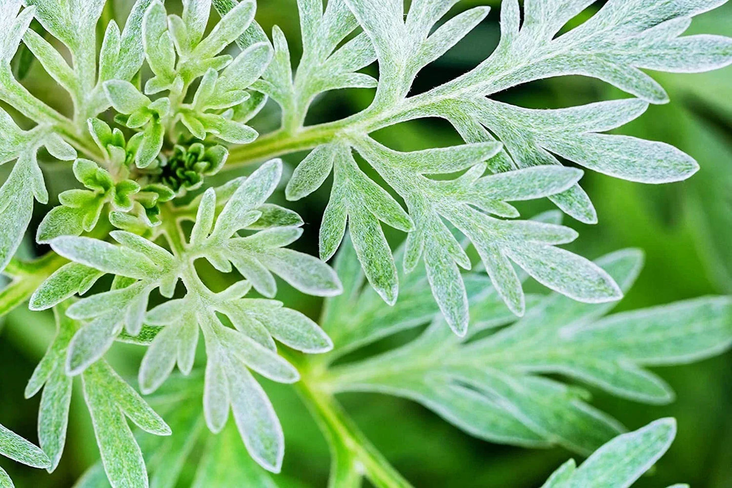 Absinthe Plant Seeds - 100 Count - Artemisia Absinthium for Planting