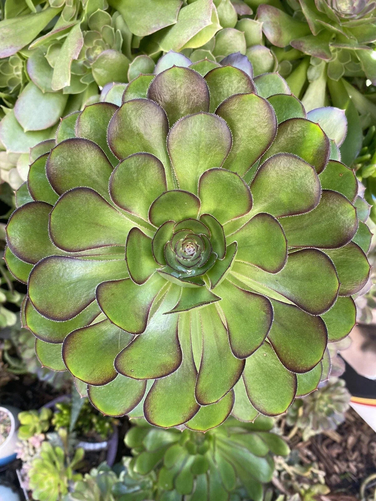 Aeonium Arboreum Rosette Cutting - 5-7 Inch Succulent Plant for Indoor & Outdoor Gardening, Green Foliage