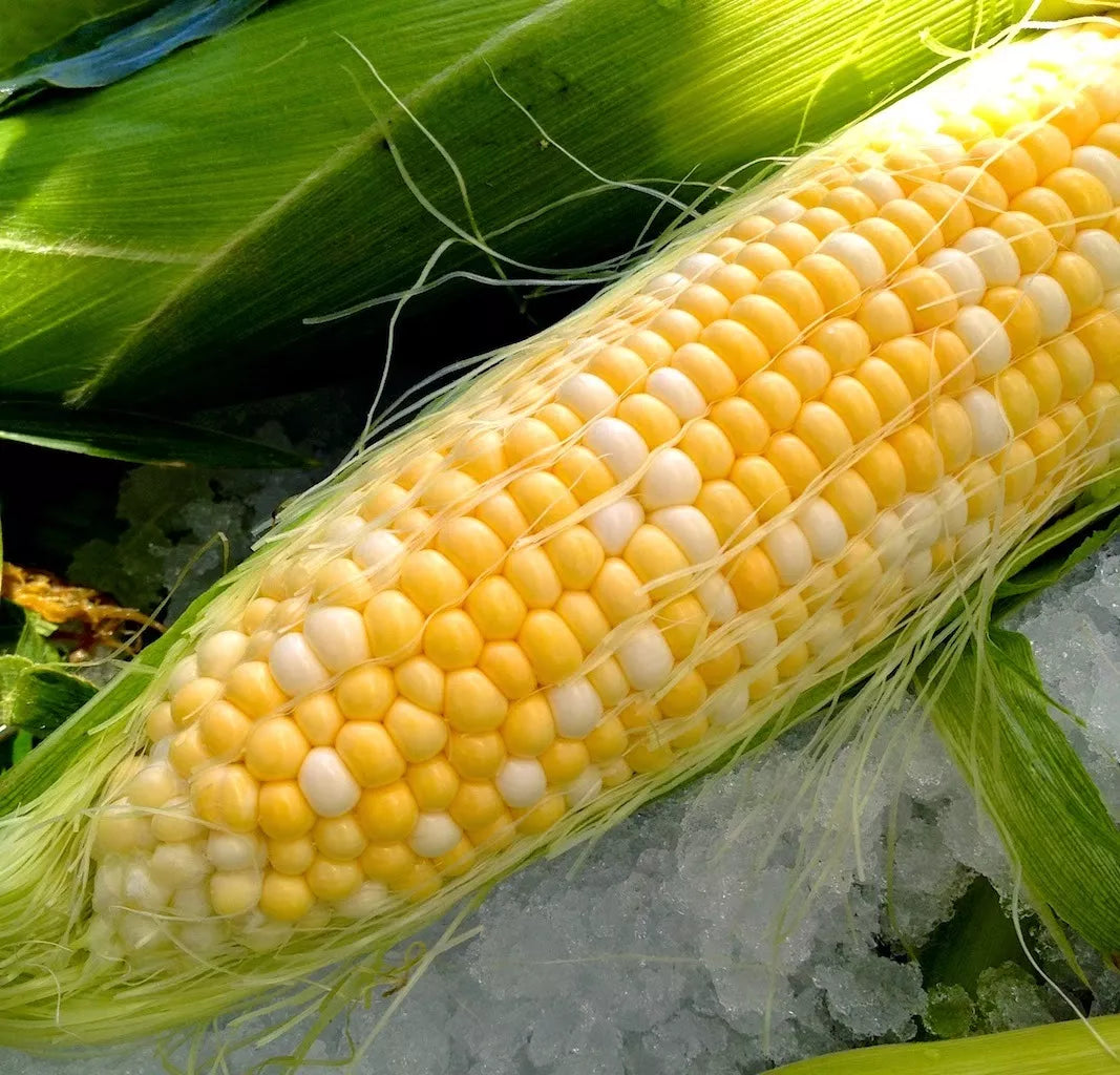 Peaches and Cream Bi-Color Sweet Corn Seeds – Zea mays, Non-GMO, Full Sun, USA Grown, 23 Seeds, Free Shipping on 15+ Packs