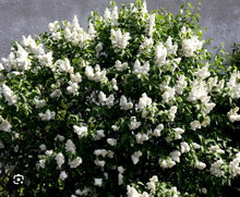 Madame Lemoine Lilac Starter Plant 4-8” Tall Syringa Vulgaris Well Rooted Perennial Shrub for Garden Landscaping
