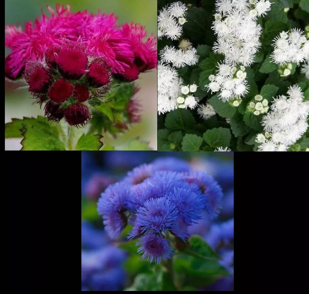 Ageratum Seeds Mix - Red White Blue - Non-GMO 500 Seeds - Attracts Monarch Butterflies - Ageratum houstonianum