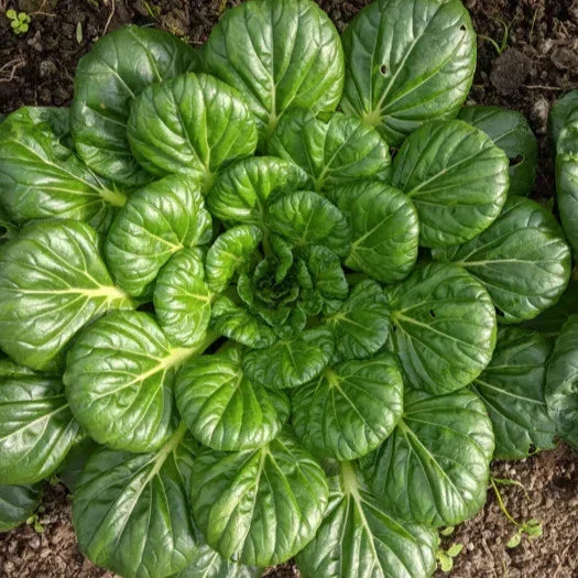 Tatsoi Mustard Green Seeds - Brassica rapa var. narinosa for 2025 Planting