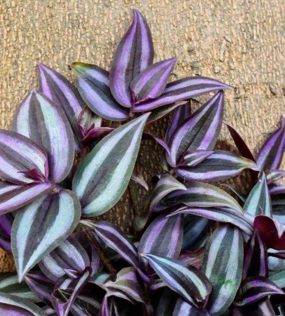 Tradescantia Zebrina Cuttings | 10+ Healthy Propagation Pieces | Wandering Jew Plant | Indoor Garden, Fast Shipping