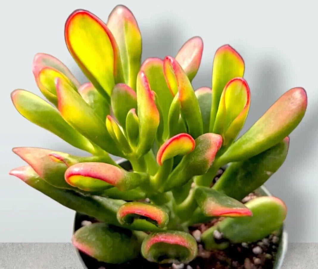 Rare Variegated Crassula Ovata 'Gollum' 4-Inch Rooted Jade Plant Succulent Indoor Outdoor Gardening