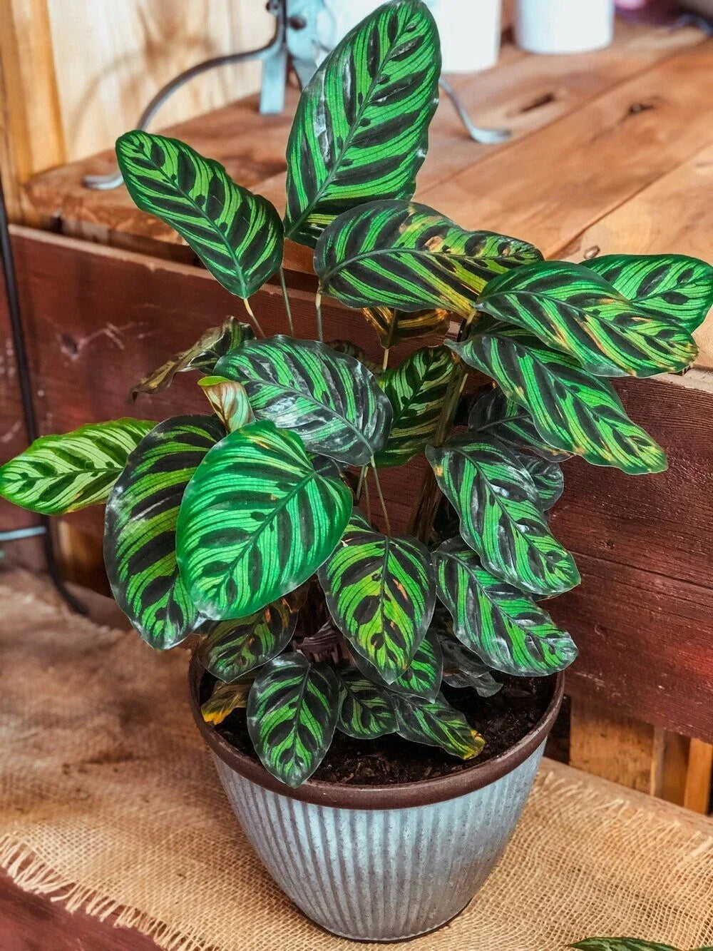 Peacock Calathea Seeds - 25+ Count - Calathea Makoyana Indoor/Outdoor Plant - USA Shipping