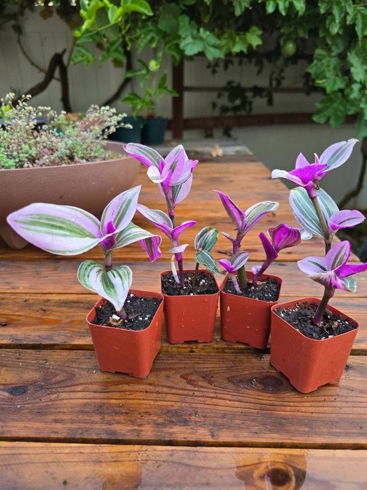 Tradescantia Nanouk Plant - 2" Rooted Pink Wandering Jew - Multicolored Foliage Indoor Houseplant