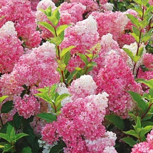 Dark Strawberry Hydrangea Seeds - 5 Perennial Hardy Flower Seeds - Hydrangea macrophylla - Vibrant Pink Blooms